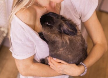 Home Euthanasia and Cremation – Preparing for a Vet Visit at Home