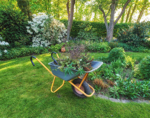 Ideal Plants to Memorialise Your Pet