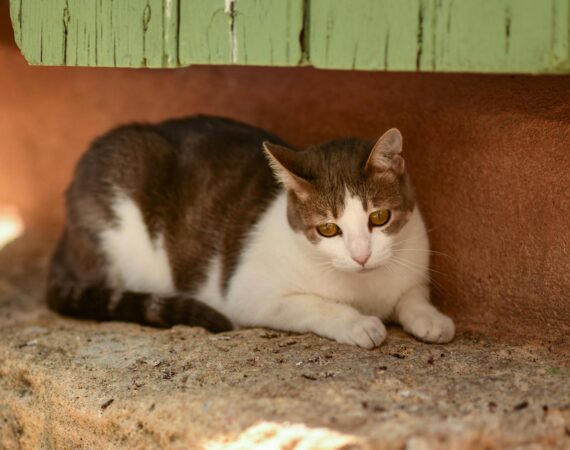 Microchipping Cats