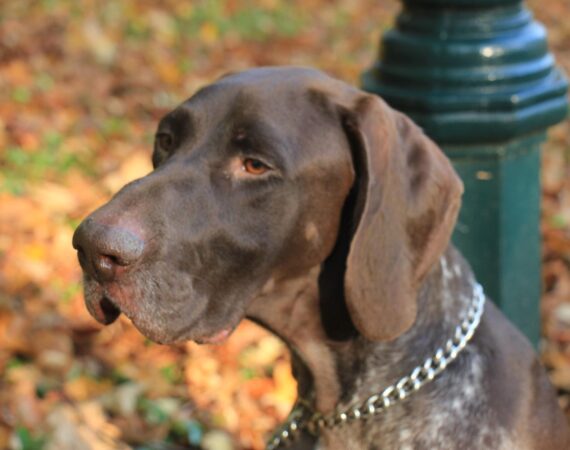 Helping Your Pet Deal with Loss
