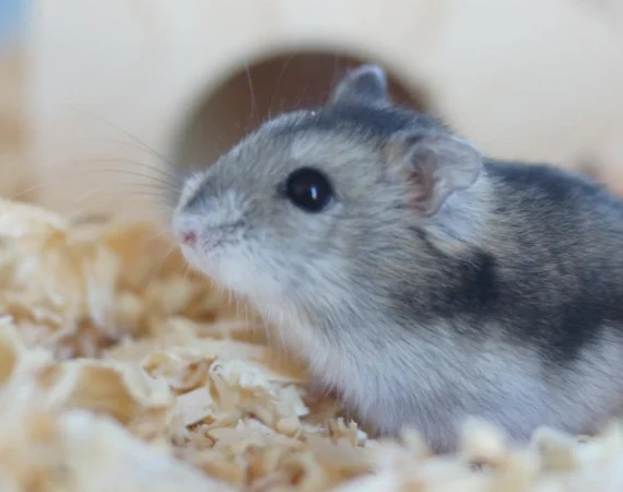 Hamster Cremation
