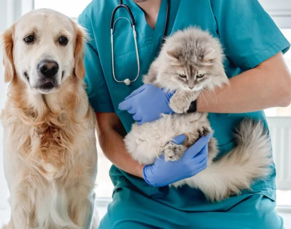 Do Vets Dispose of Dead Pets in the UK