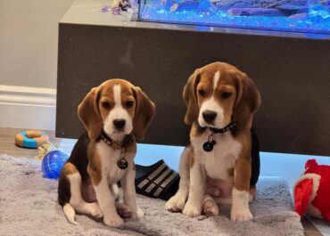Does Pet Insurance Cover Cremation – A Plain-English Guide