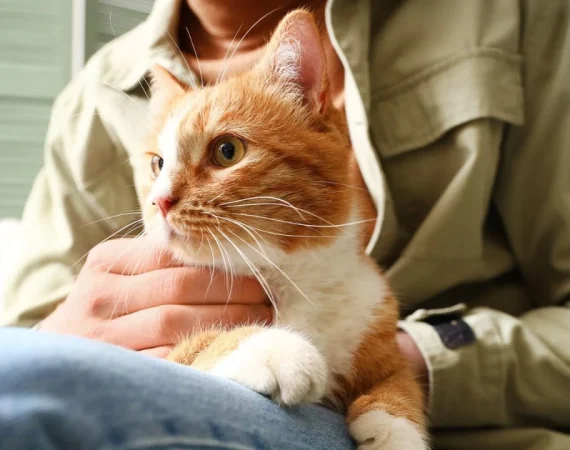cat image