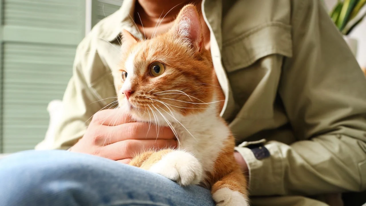 cat image