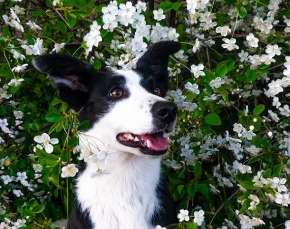 dog side image