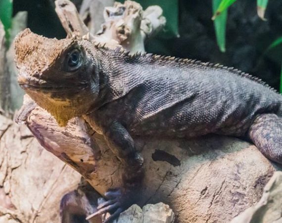 Professional Snake Cremation Services and Lizard Cremation at our Reptile Cremation UK facility