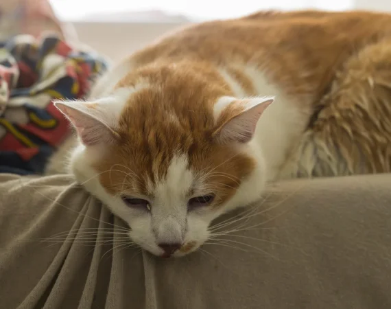 Pet Passes Away