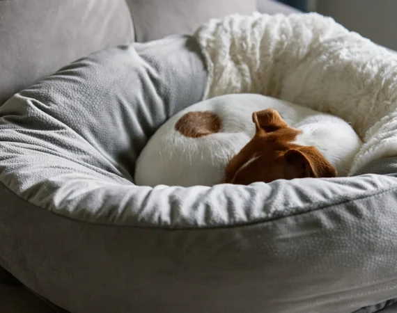 Professional Pet Collection Wigan team providing a dignified 24/7 Pet Service Wigan