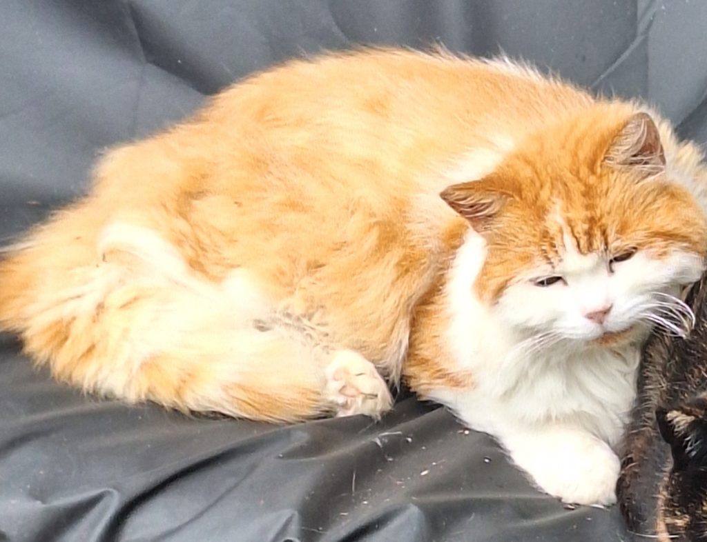 Orange and white fluffy cat lounging on a dark fabric surface.