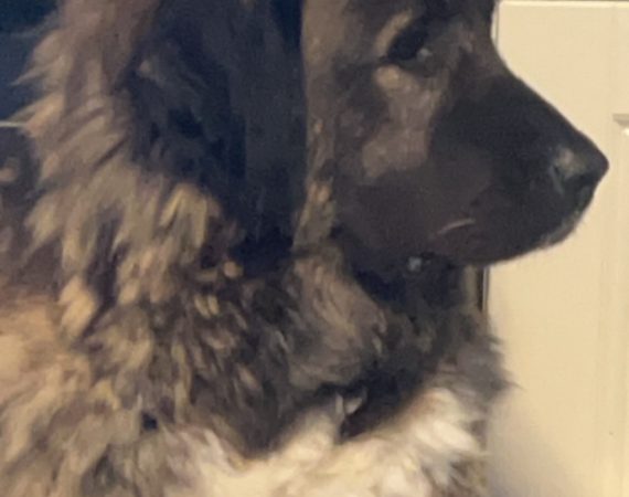 Profile of a fluffy brown and white dog facing right in a kitchen.
