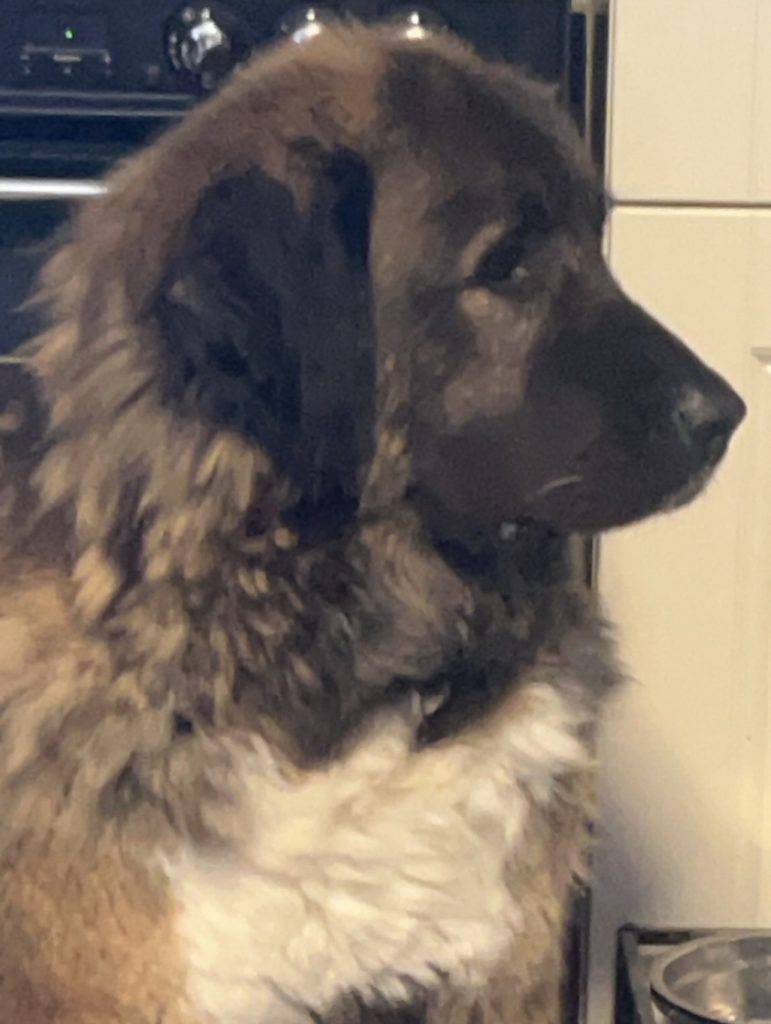 Profile of a fluffy brown and white dog facing right in a kitchen.