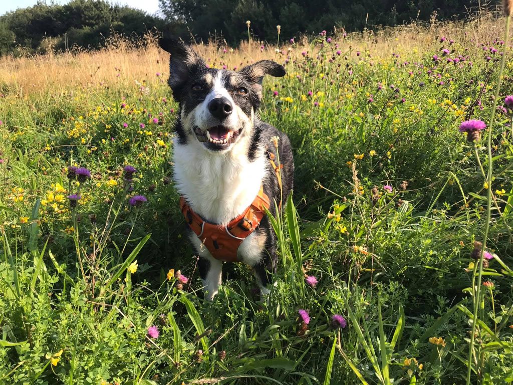 Smiling black-and-white dog in an orange harness sits in a sunny meadow of yellow and pink wildflowers.