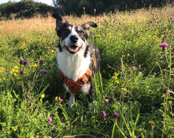 Smiling black-and-white dog in an orange harness sits in a sunny meadow of yellow and pink wildflowers.