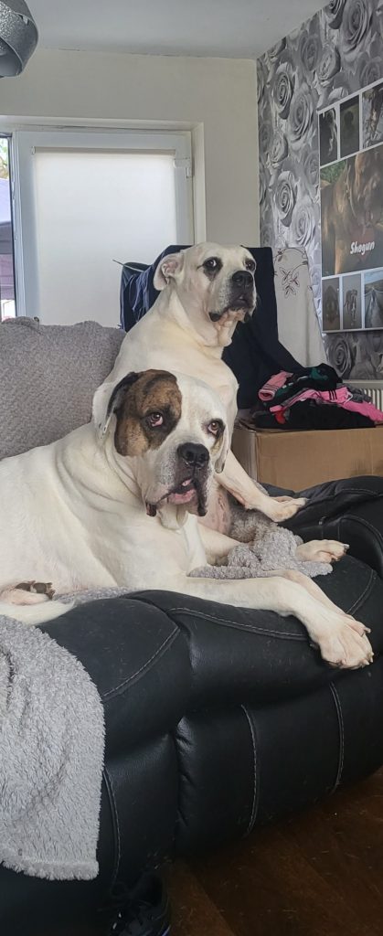 Two large bulldogs lounging on a black leather sofa in a living room with floral wallpaper and a pile of clothes nearby.