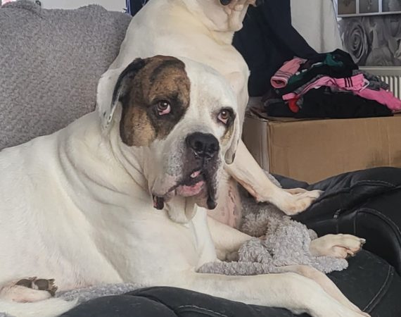 Two large bulldogs lounging on a black leather sofa in a living room with floral wallpaper and a pile of clothes nearby.
