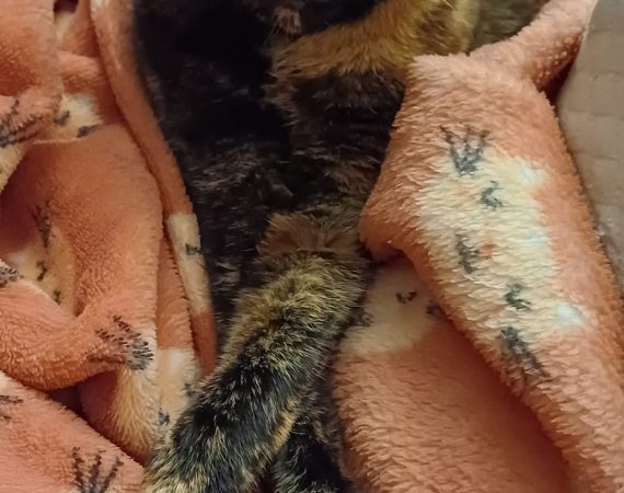 Tortoiseshell cat with green eyes tucked into a soft pink blanket.