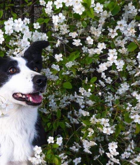 How Are Pet Ashes Returned