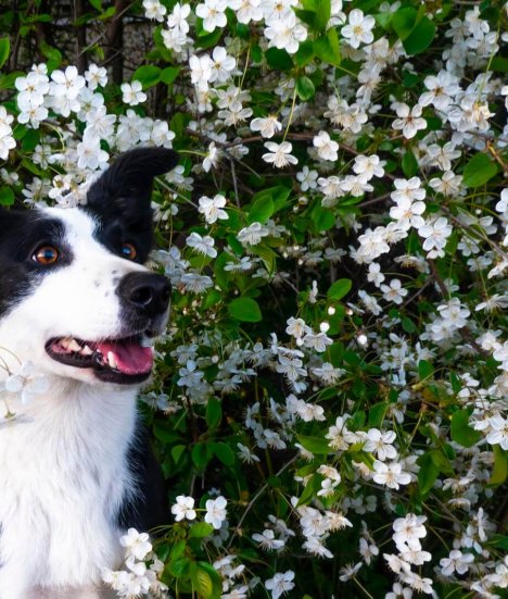 How Are Pet Ashes Returned